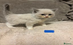 Ragdoll cats for sale: Ragdoll Kittens - Advert 4