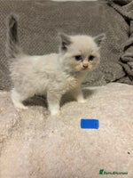 Ragdoll cats Ragdoll Kittens - Advert 1