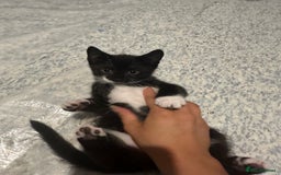 Mixed Breed cats for sale: 2 Kittens - Image 12