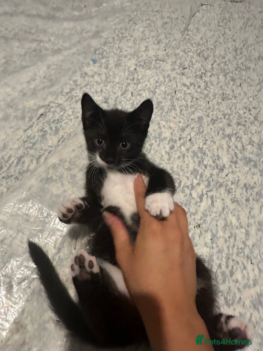 Mixed Breed cats for sale: 2 Kittens - Image 12