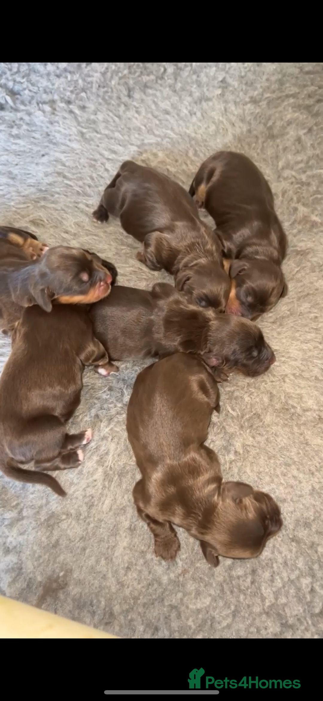 Cocker Spaniel dogs for sale: Beautiful KC Registered Cocker Spaniel Puppies 🐶  - Image 2