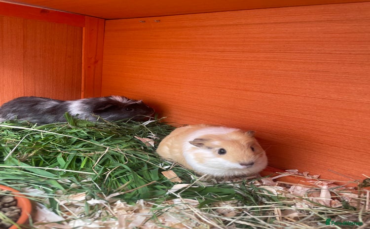 Guinea Pig rodents in Stoke-on-Trent - Advert 13