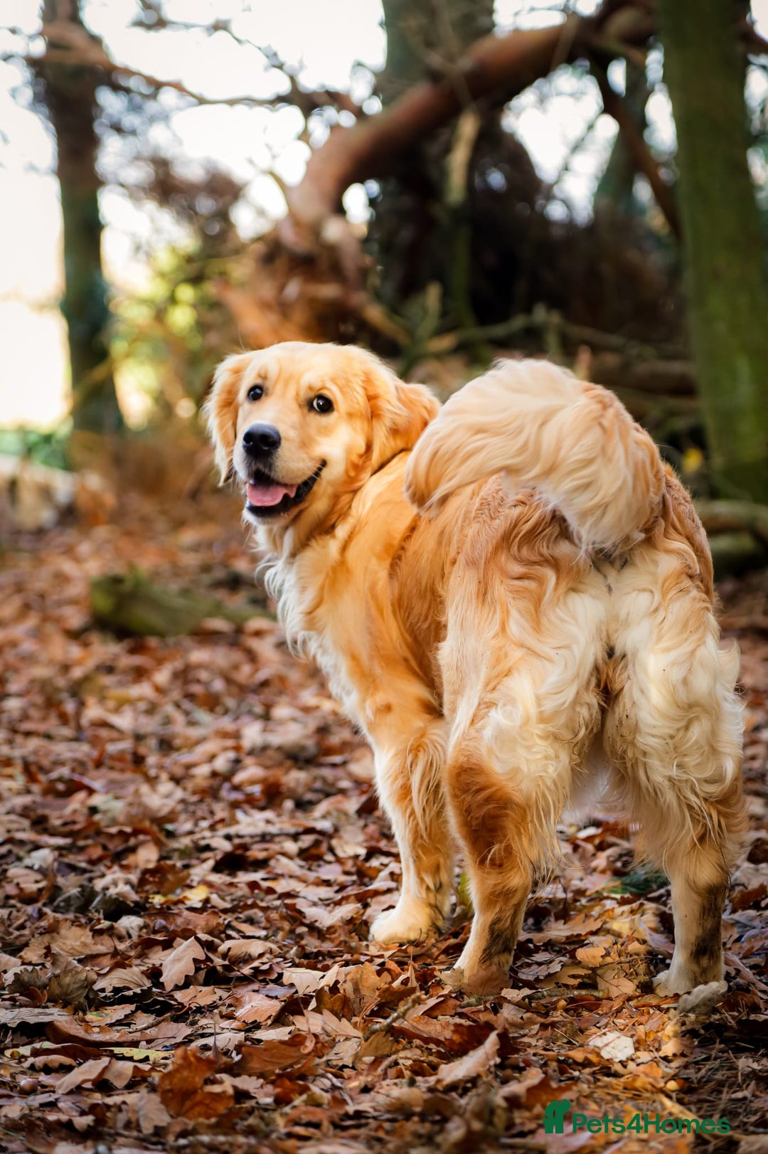 Golden Retriever dogs for sale: European bloodline GR puppies  - Advert 1