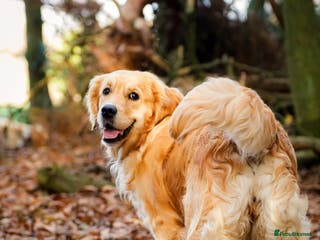 Golden Retriever dogs European bloodline GR puppies - Advert 11