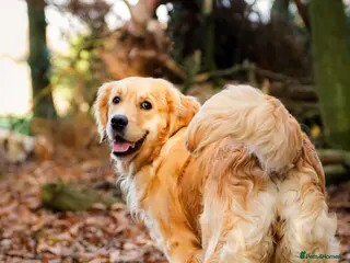 Golden Retriever dogs European bloodline GR only 1 boy and 3 ladies left - Advert 14