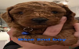 Toy Poodle dogs for sale: Adorable Deep Red Toy Poodle Puppies Available! 🐾 - Image 21