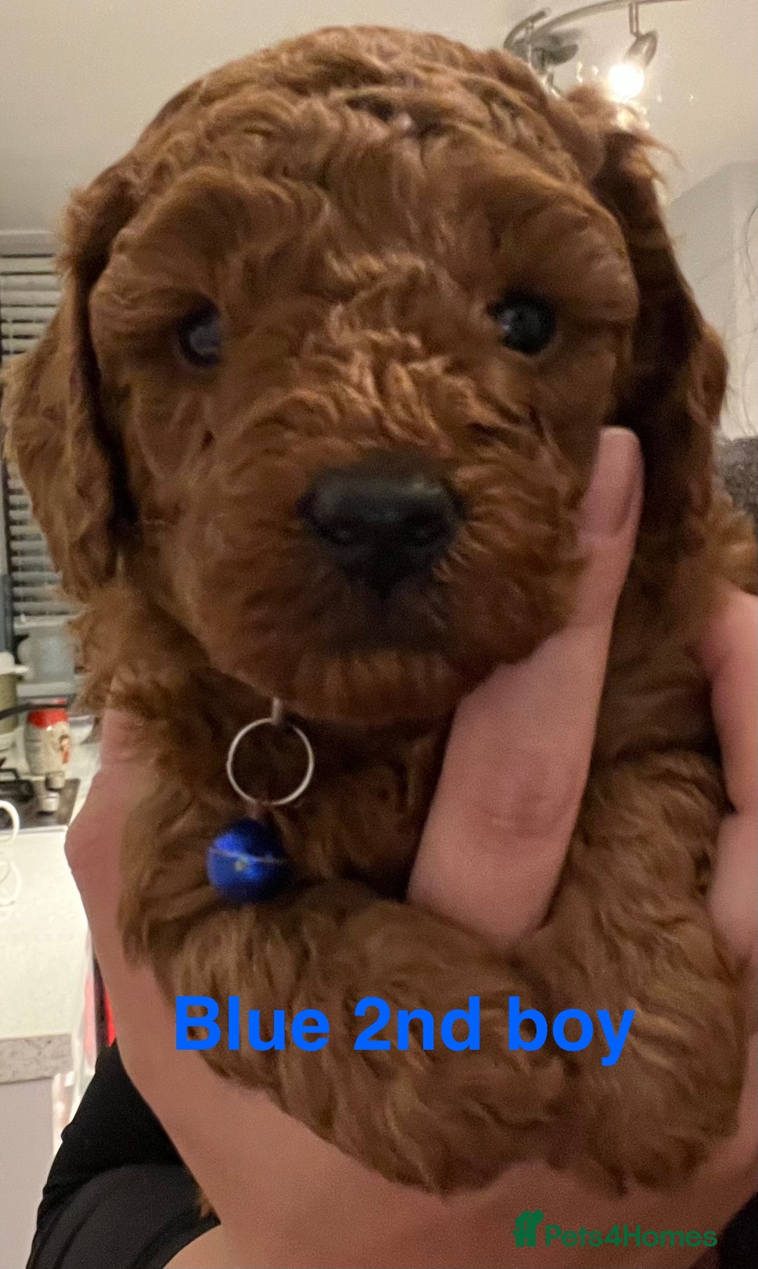 Toy Poodle dogs for sale: Adorable Deep Red Toy Poodle Puppies Available! 🐾 - Image 21