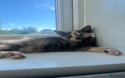 Domestic Shorthair cats for sale: 2 female cats  - Image 4