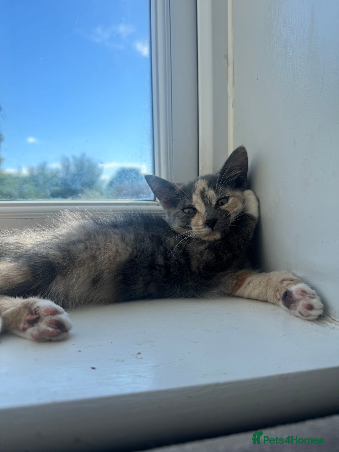Domestic Shorthair cats for sale: 2 female cats  - Image 4