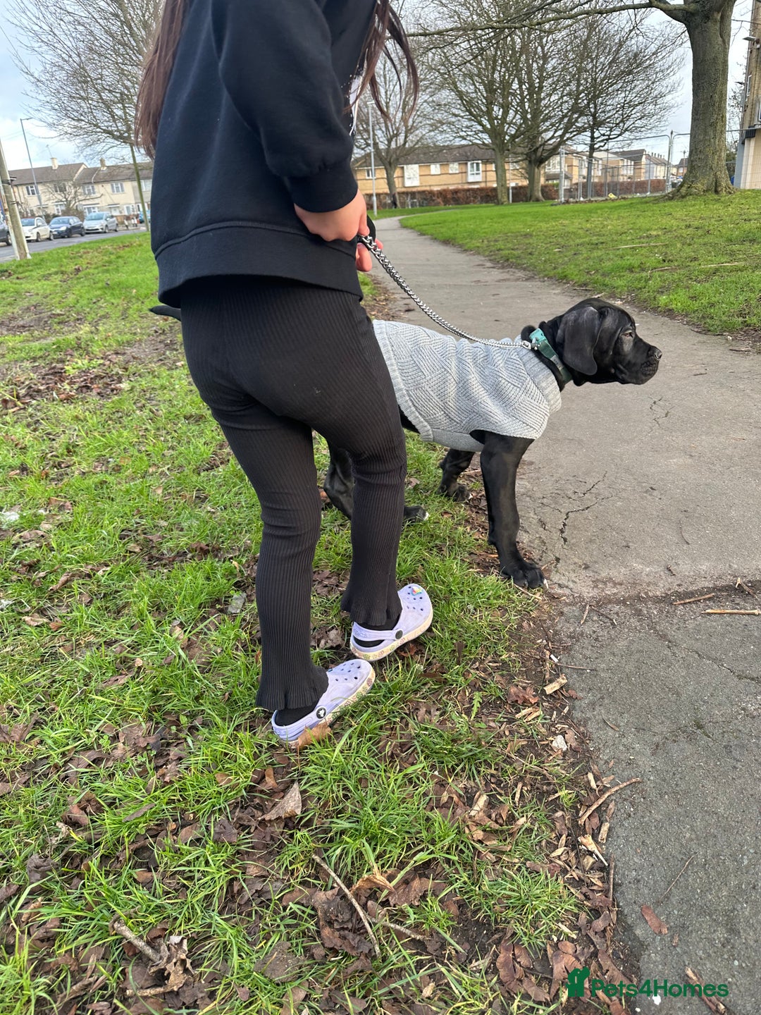 Mixed Breed dogs for sale: Cane corso/great Dane🐾 13weeks old - Advert 16