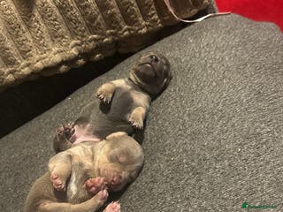 Jack Russell dogs Jack Russel puppies - Advert 9