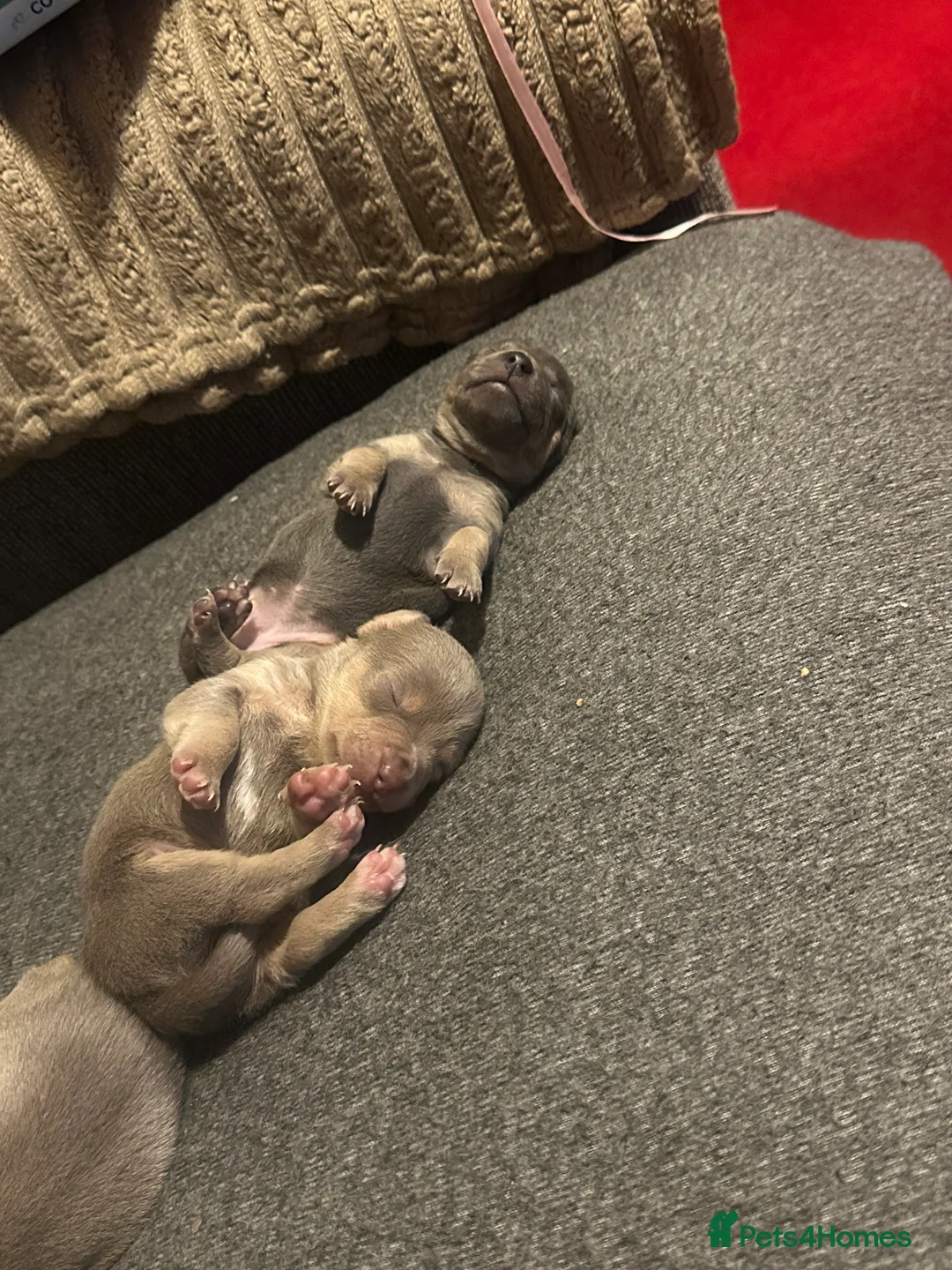 Jack Russell dogs for sale: Jack Russel puppies  - Advert 7