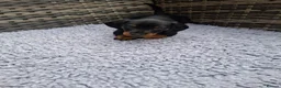 Dachshund dogs for sale: Karen in Swindon - Advert 8