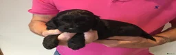 Cockapoo dogs for sale: Outstanding F1 Cockapoos in Wetherby - Advert 4
