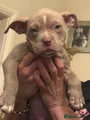 American Bully Puppy 4