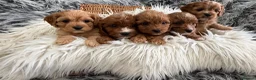 Cavapoo dogs for sale: EXCEPTIONAL EXTENSIVELY HEALTH TESTED CAVAPOOS  - Advert 14