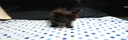 European cats for sale:  ** s in West Bromwich - Advert 5