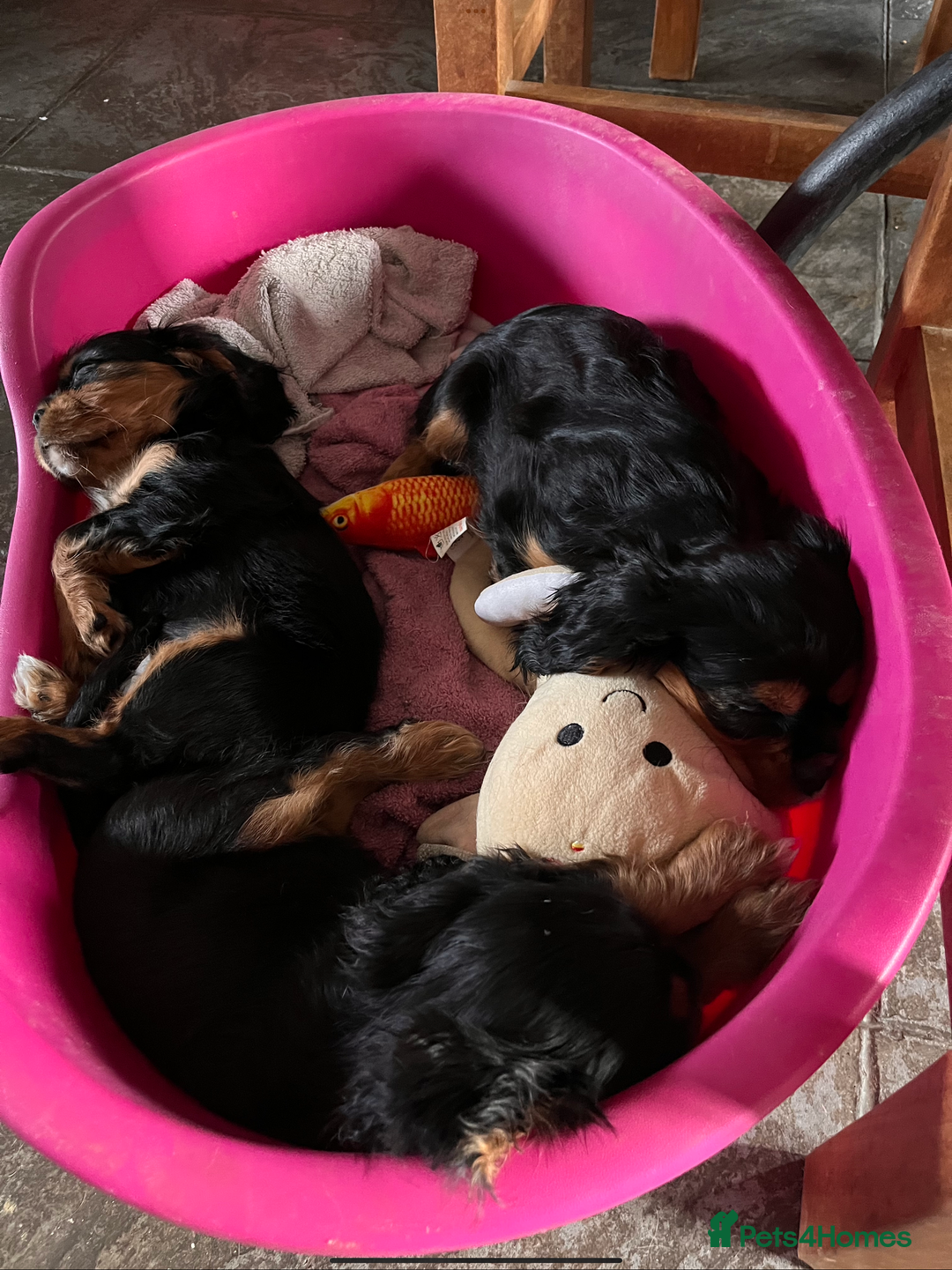 Cavalier King Charles Spaniel dogs for sale: Confident female cavalier - Advert 2