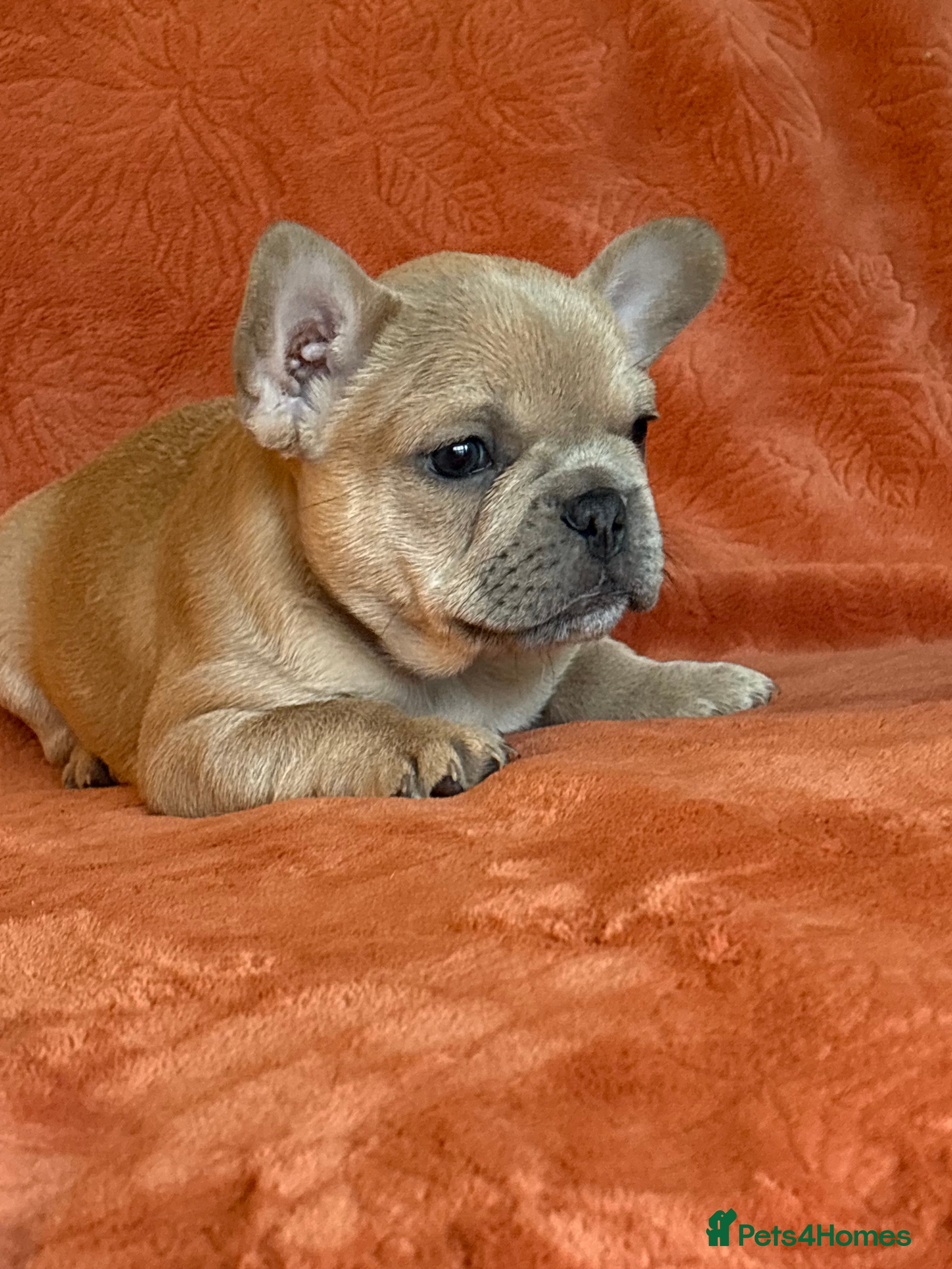 French Bulldog dogs FRENCH-BULLDOG LITTER - 1 LEFT ❤️‍🔥  - Advert 2
