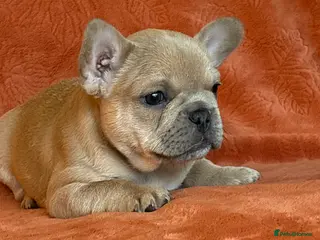 French Bulldog dogs FRENCH-BULLDOG LITTER - 1 LEFT ❤️🔥 - Advert 15