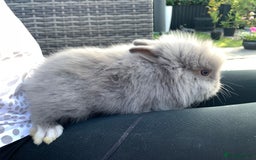 Lionhead rabbits for sale: 7 Beautiful double mane Lionhead Bunnies  - Image 20