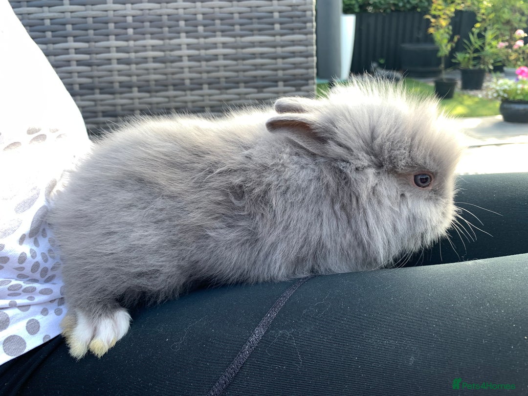 Lionhead rabbits for sale: 7 Beautiful double mane Lionhead Bunnies  - Image 20