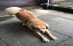 Mixed Breed dogs for adoption: Myla  in Beverley - Image 6