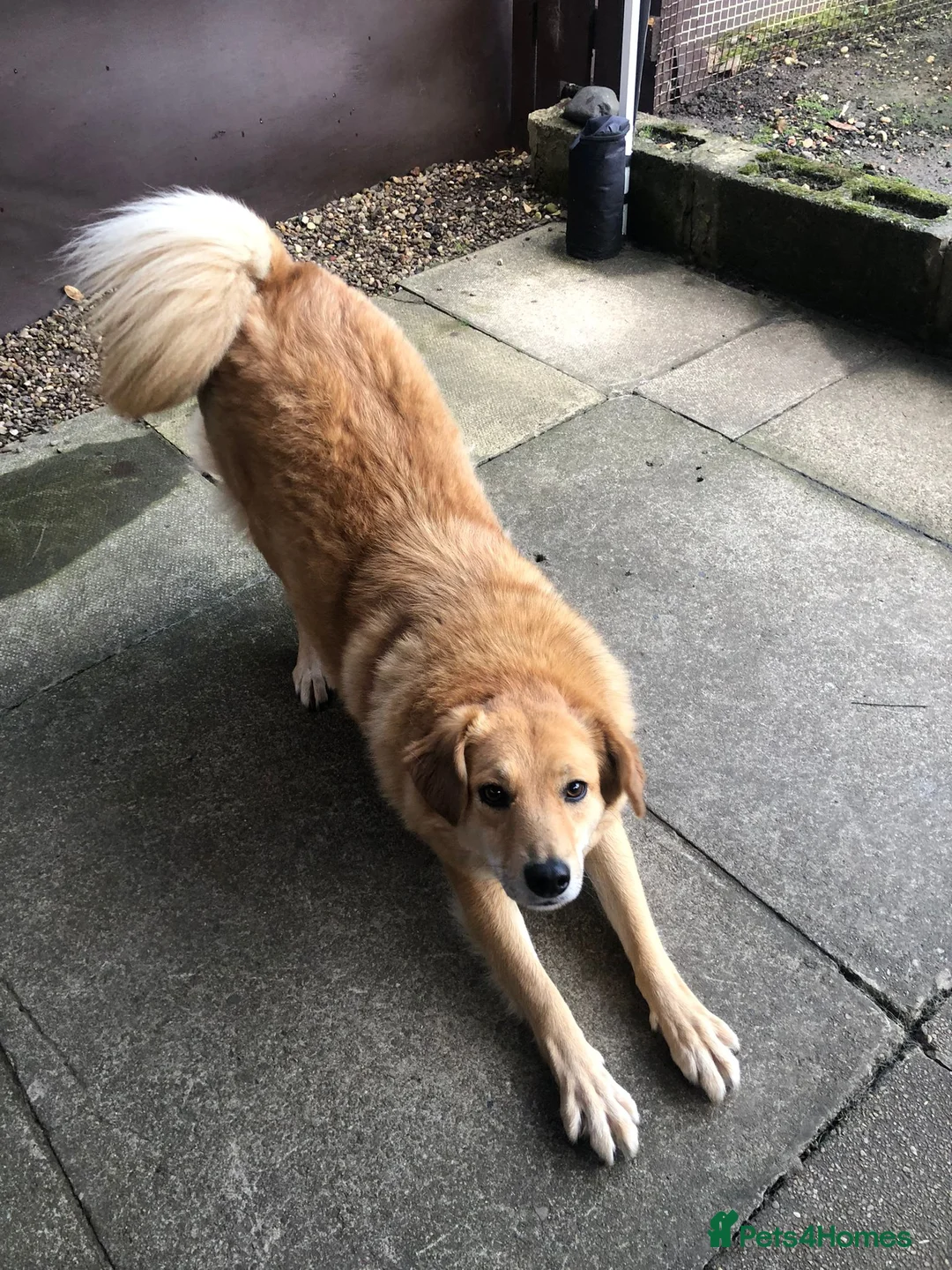 Mixed Breed dogs for adoption: Myla  in Beverley - Advert 6