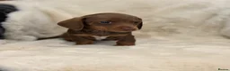 Miniature Dachshund dogs for sale: Mini smooth dachshund puppies  - Advert 7