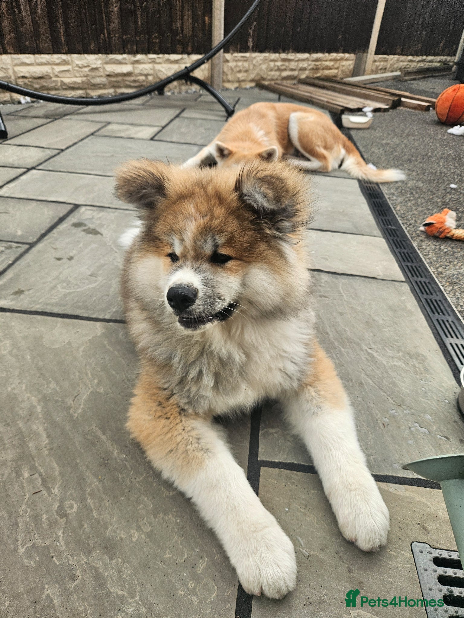 Japanese Akita Inu dogs for sale: RKC Registered Long-Coat Female - Advert 11