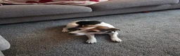 Jack Russell dogs for sale: Mother and daughter jack russels  in Inverkeithing - Advert 2