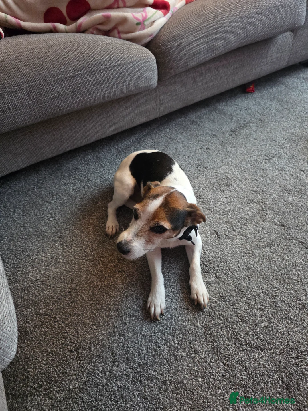 Jack Russell dogs for sale: Mother and daughter jack russels  in Inverkeithing - Advert 2