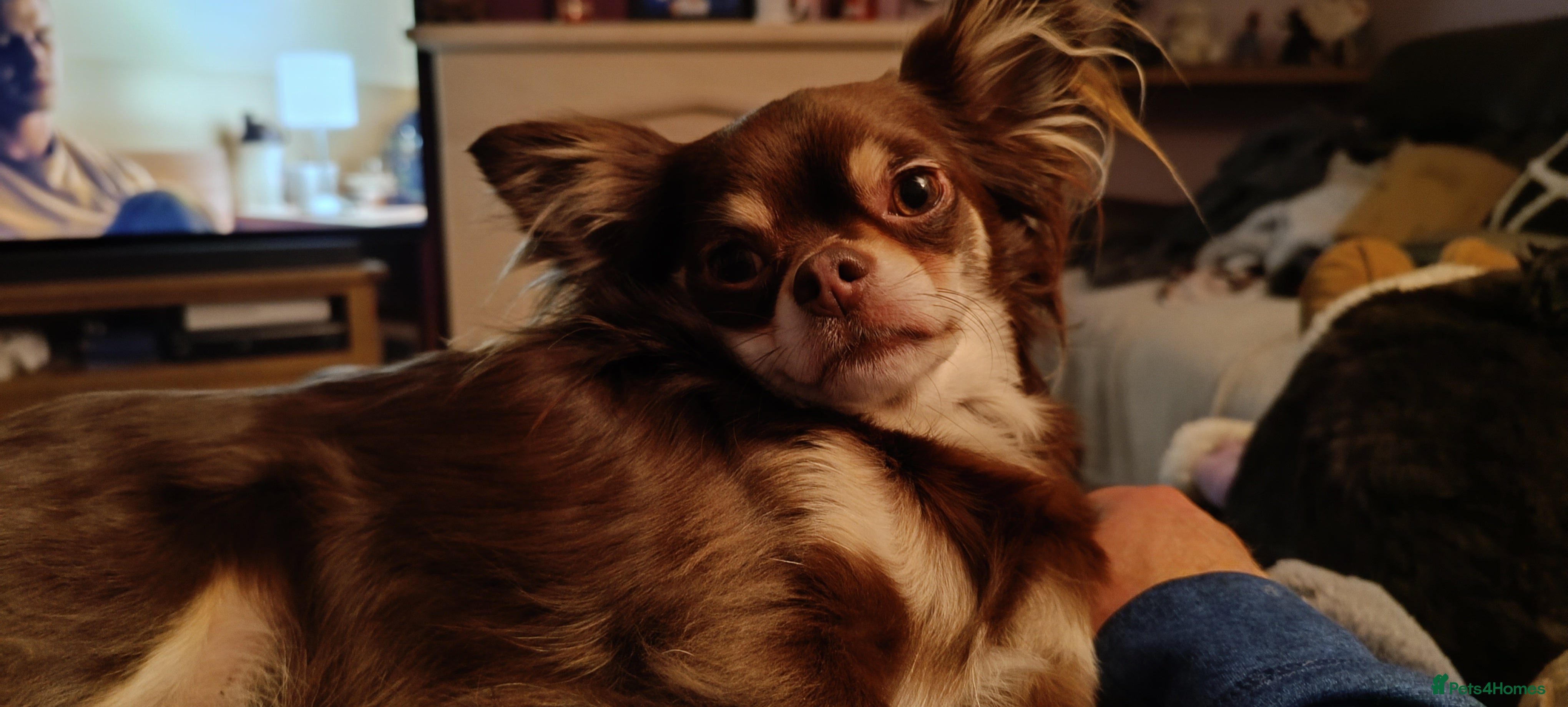 Chihuahua dogs Toto and Oz - Advert 16