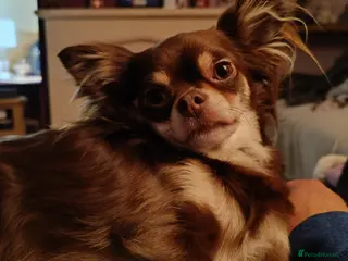 Chihuahua dogs Toto and Oz - Advert 16