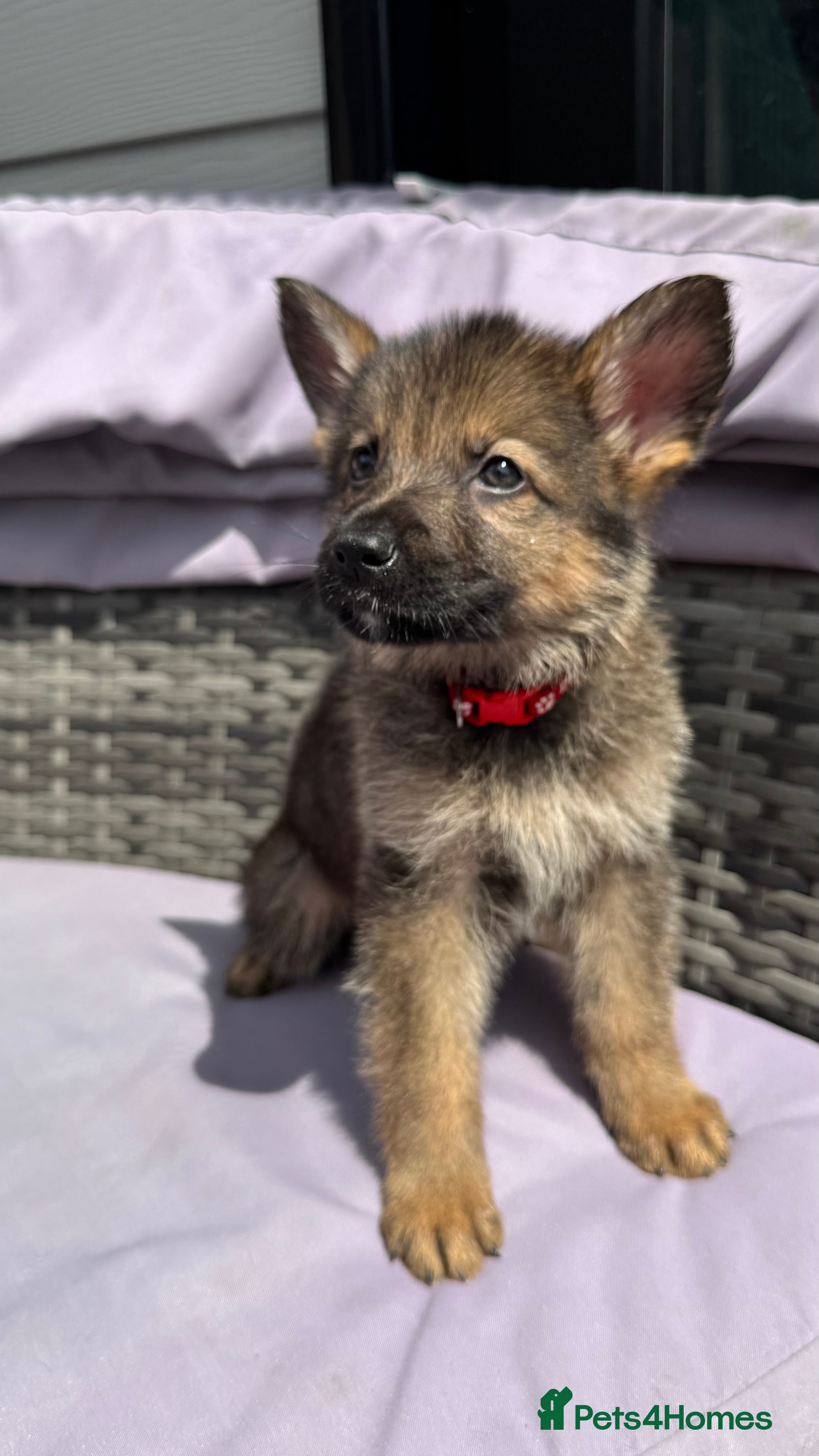 German Shepherd dogs 10 beautiful German shepherd puppies - Advert 2