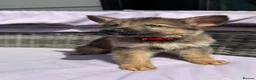 German Shepherd dogs for sale: 10 beautiful German shepherd puppies - Advert 2