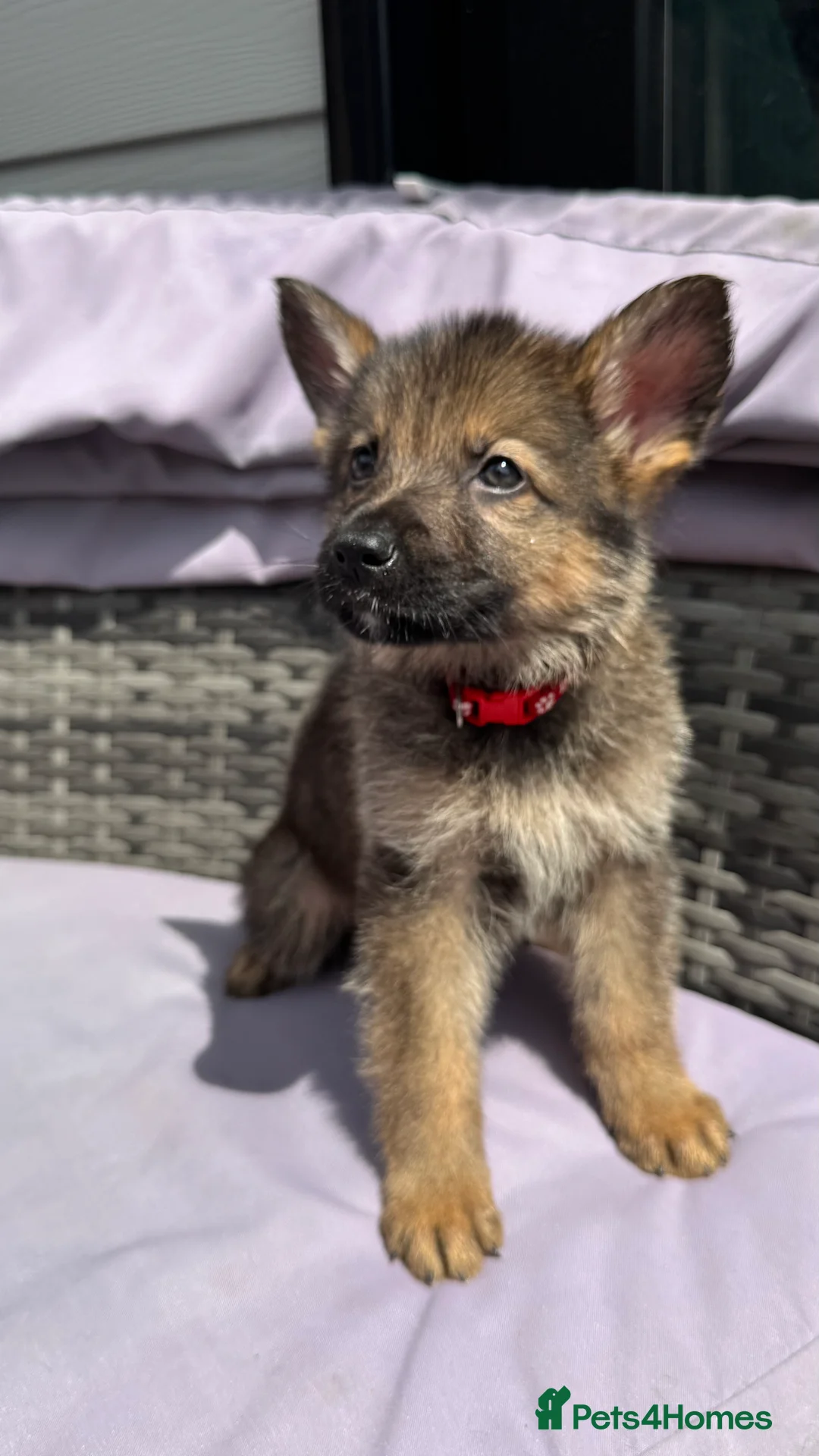 German Shepherd dogs for sale: 10 beautiful German shepherd puppies - Advert 2