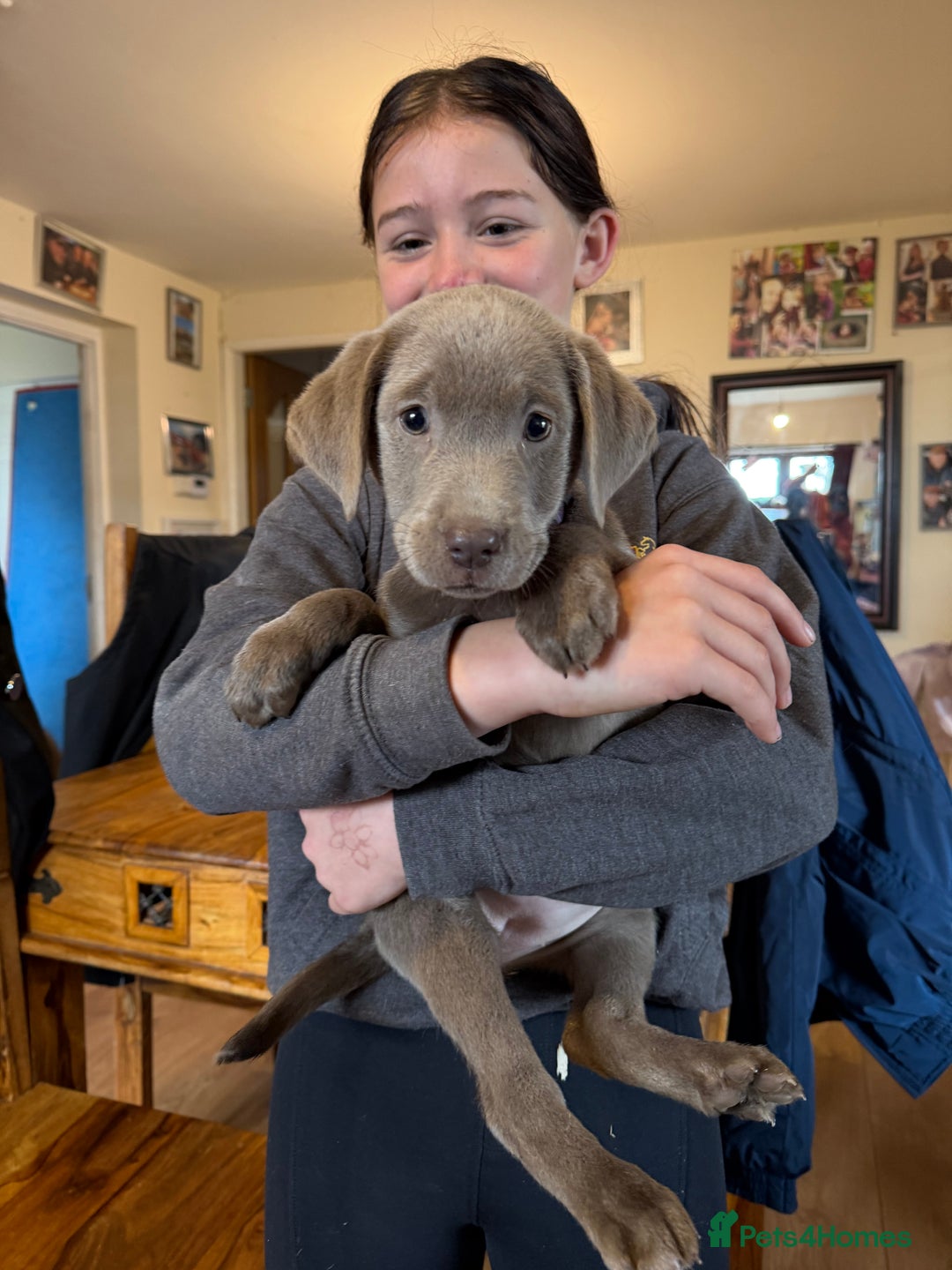 Labrador Retriever dogs for sale: Kc registered silver labs, health tested parents - Image 8