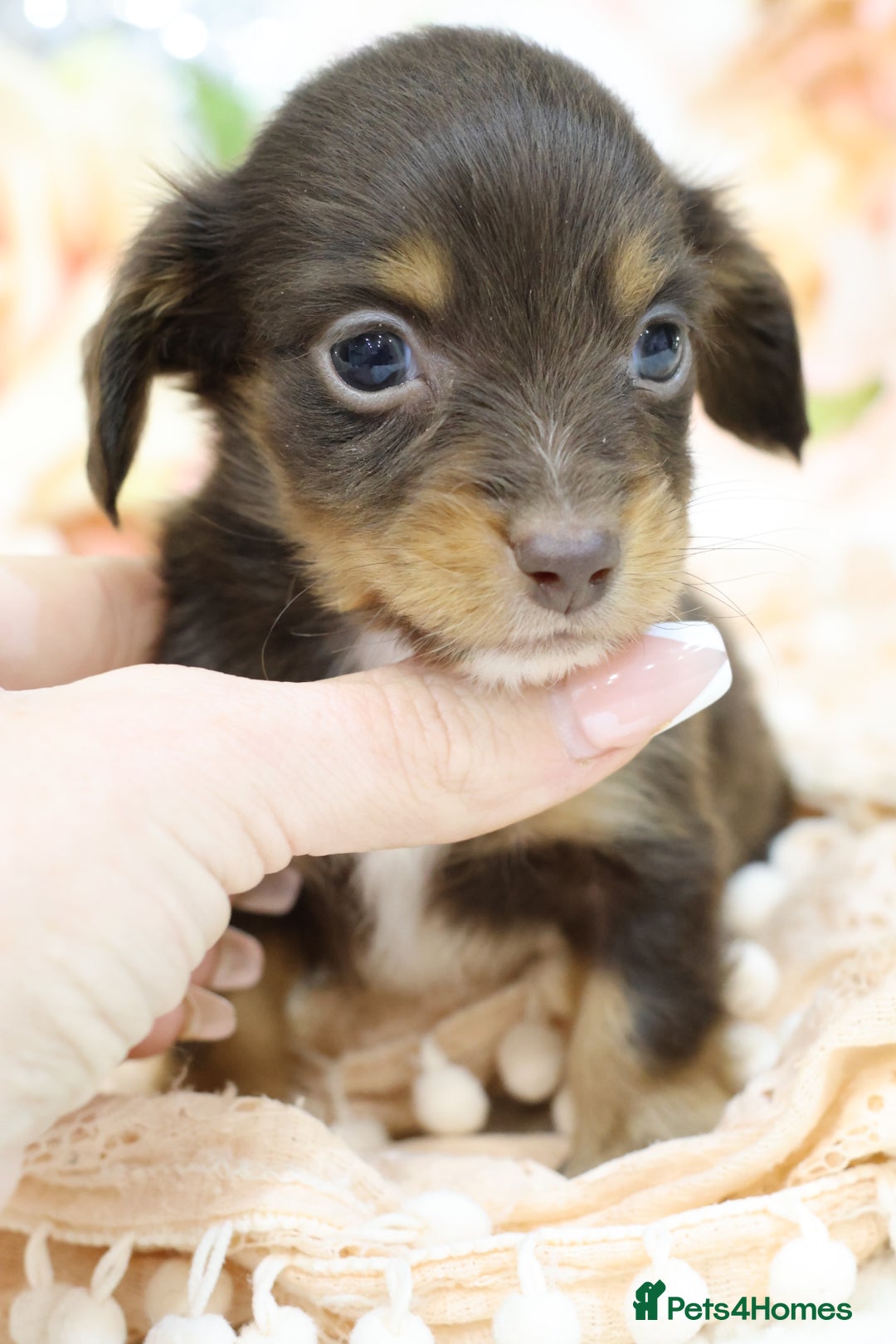 Miniature Dachshund dogs for sale: KC Longhair Miniature Dachshund Puppies - Advert 5