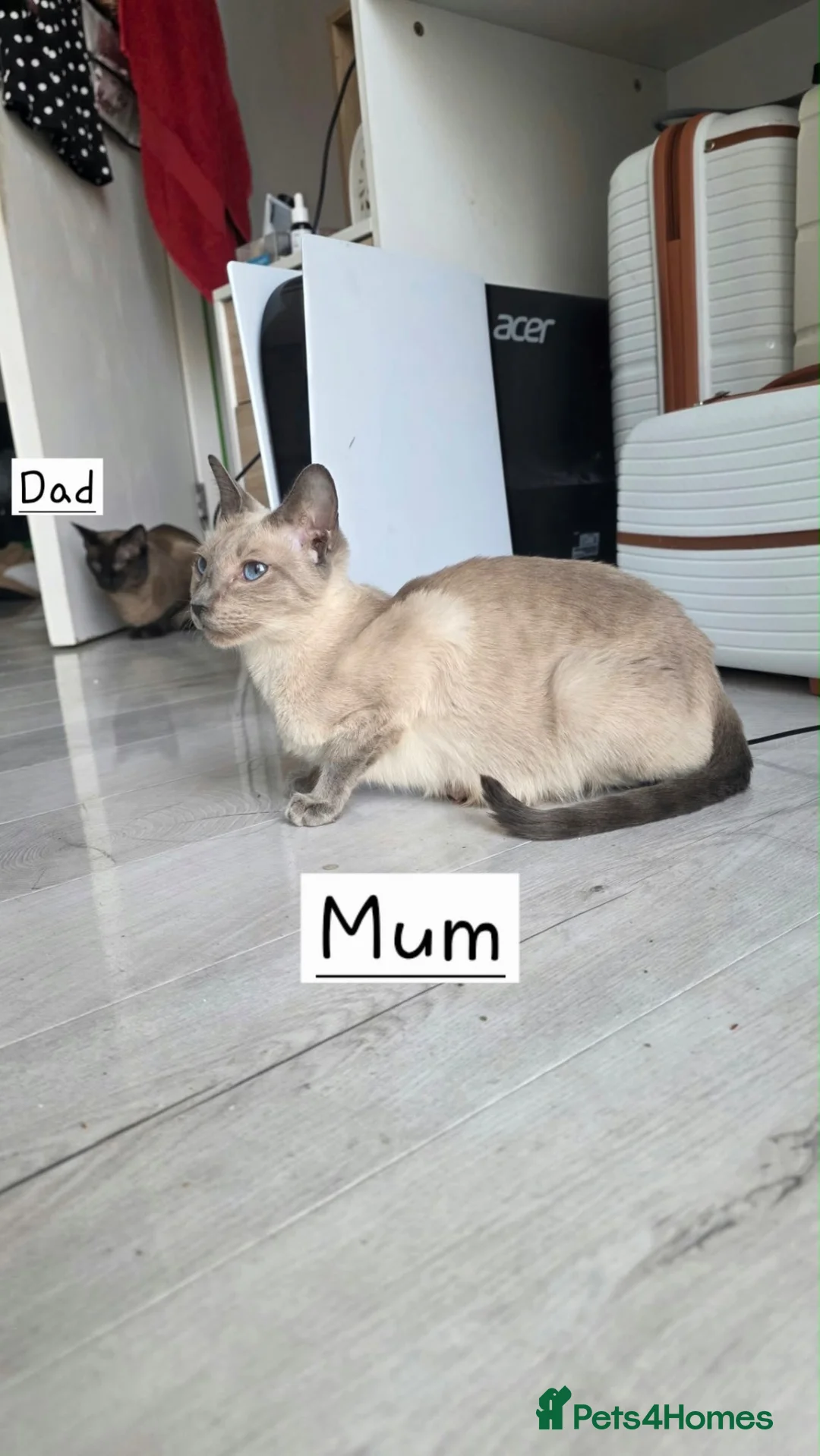 Siamese cats for sale: 4 Beautiful Siamese Kittens for sale ⭐️⭐️⭐️⭐️⭐️ - Advert 6