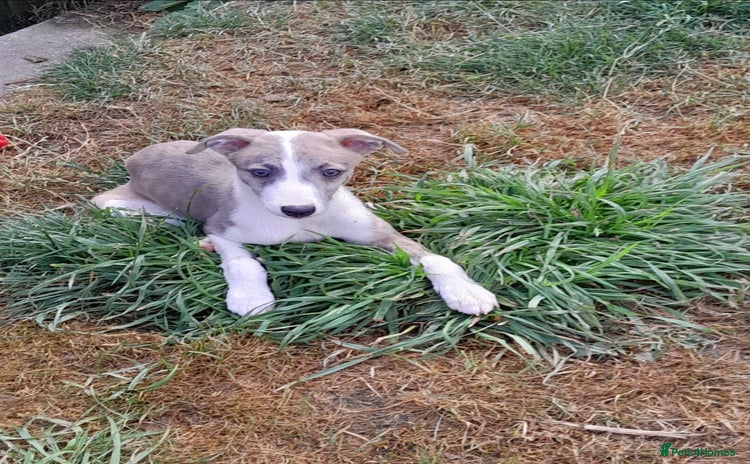 Whippet dogs - Advert 9