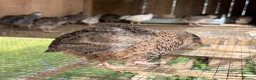 Mixed Breed poultry for sale: Selling Collection - Turkeys, Chickens and Quail - Advert 20