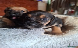 Mixed Breed dogs for sale: Beagle x puppies - Image 3