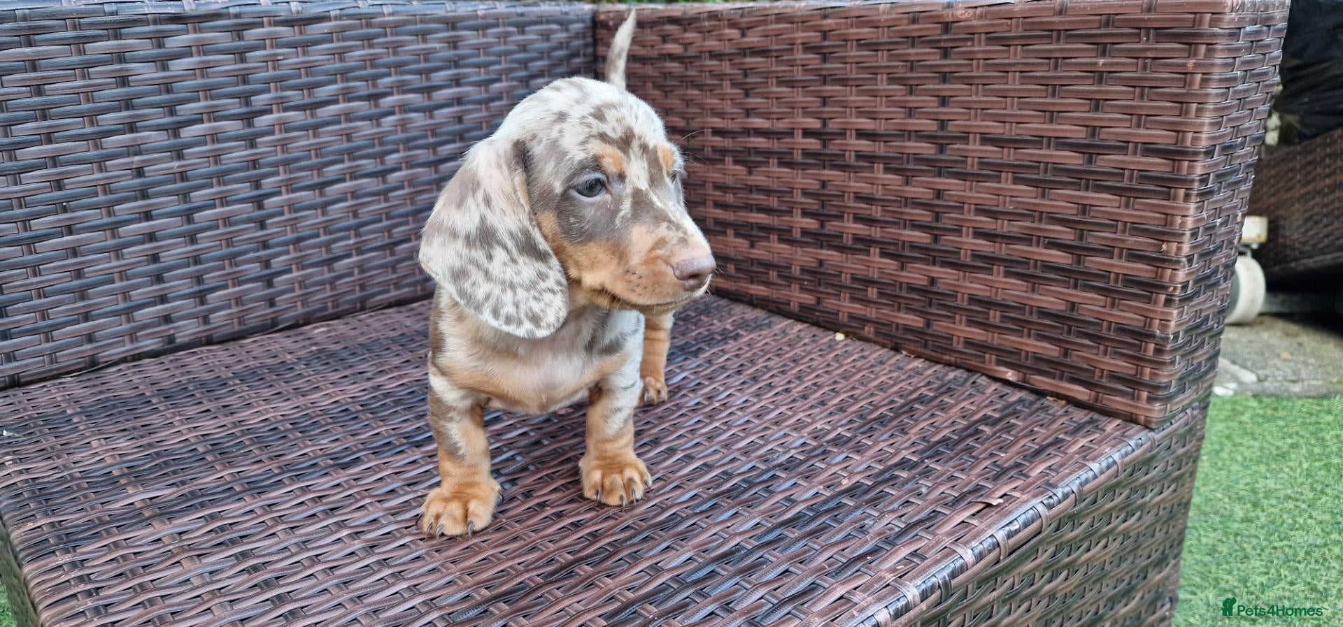 Miniature Dachshund dogs Mini dachshunds puppies  - Advert 10