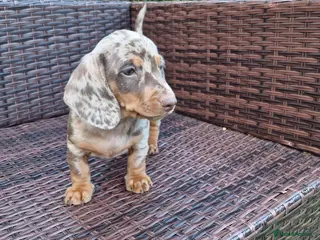 Miniature Dachshund dogs Mini dachshunds puppies - Advert 10