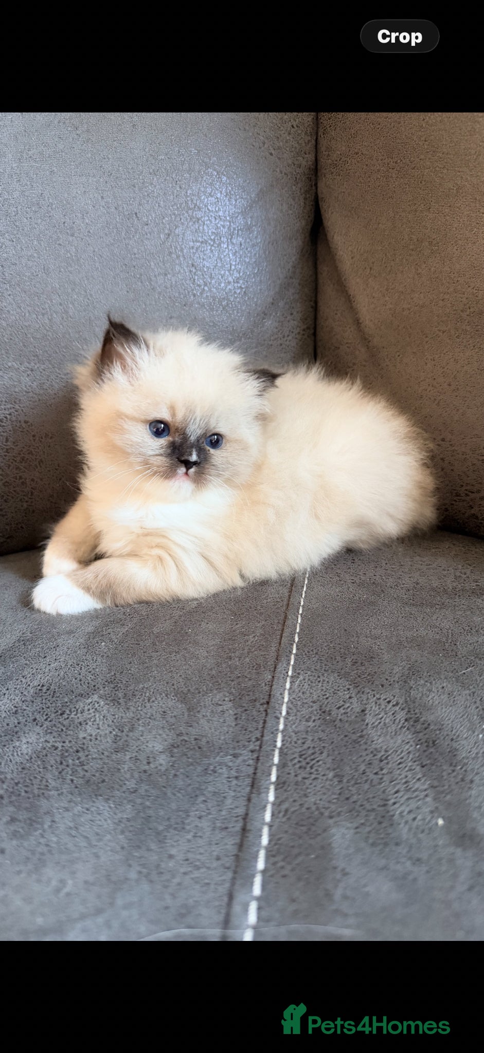 Ragdoll cats GCCF REGISTERED DNA TESTED PARENTS  - Advert 9