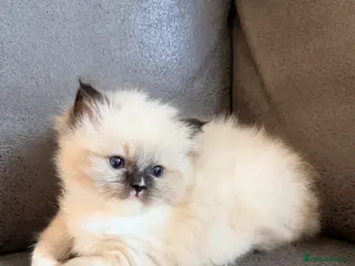 Ragdoll cats GCCF REGISTERED DNA TESTED PARENTS - Advert 9