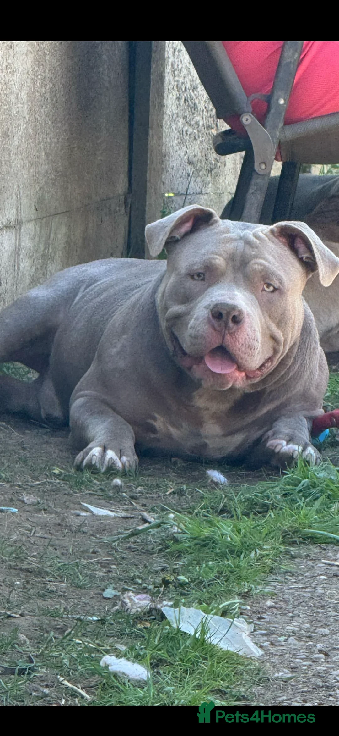 American Bully dogs for stud: Pocket bully for stud!! in Nottingham - Advert 1