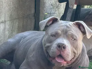 American Bully dogs Pocket bully for stud!! - Advert 1