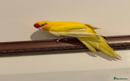 Parakeets birds for sale: Yellow Female Kakariki  - Image 1